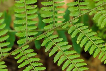 Fotografia da espécie Athyrium filix-femina