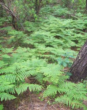 Fotografia 12 da espécie Athyrium filix-femina no Jardim Botânico UTAD