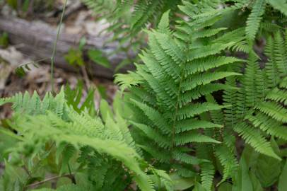 Fotografia da espécie Athyrium filix-femina