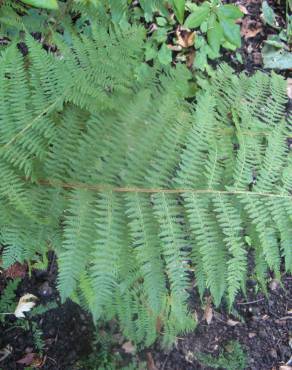 Fotografia 14 da espécie Athyrium filix-femina no Jardim Botânico UTAD