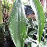 Fotografia 10 da espécie Aspidistra elatior do Jardim Botânico UTAD