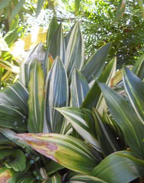 Fotografia 11 da espécie Aspidistra elatior no Jardim Botânico UTAD