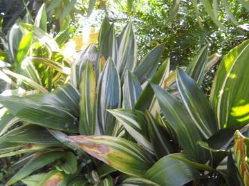 Fotografia da espécie Aspidistra elatior