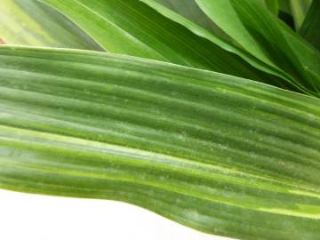 Fotografia da espécie Aspidistra elatior