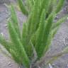 Fotografia 7 da espécie Asparagus densiflorus do Jardim Botânico UTAD