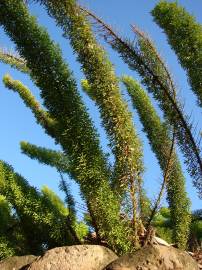 Fotografia da espécie Asparagus densiflorus