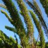 Fotografia 8 da espécie Asparagus densiflorus do Jardim Botânico UTAD