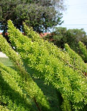 Fotografia 9 da espécie Asparagus densiflorus no Jardim Botânico UTAD