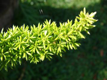 Fotografia da espécie Asparagus densiflorus