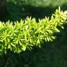 Fotografia 10 da espécie Asparagus densiflorus do Jardim Botânico UTAD