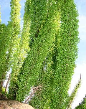 Fotografia 11 da espécie Asparagus densiflorus no Jardim Botânico UTAD