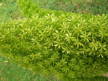 Fotografia da espécie Asparagus densiflorus