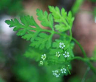 Fotografia da espécie Anthriscus caucalis