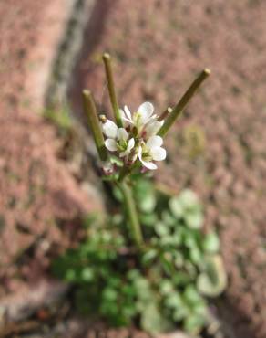 Fotografia 10 da espécie Cardamine hirsuta no Jardim Botânico UTAD