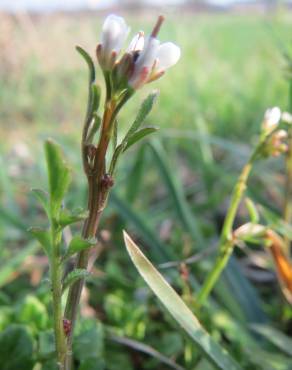 Fotografia 11 da espécie Cardamine hirsuta no Jardim Botânico UTAD