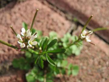 Fotografia da espécie Cardamine hirsuta