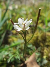 Fotografia da espécie Cardamine hirsuta