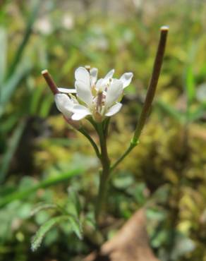 Fotografia 14 da espécie Cardamine hirsuta no Jardim Botânico UTAD