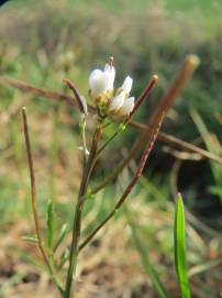 Fotografia da espécie Cardamine hirsuta