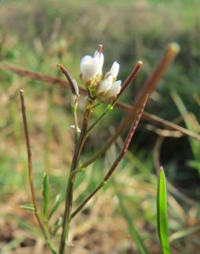 Fotografia 16 da espécie Cardamine hirsuta no Jardim Botânico UTAD