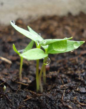 Fotografia 8 da espécie Capsicum annuum no Jardim Botânico UTAD