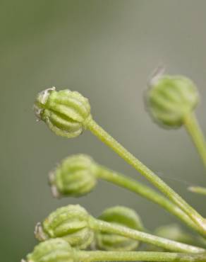 Fotografia 10 da espécie Conium maculatum no Jardim Botânico UTAD