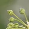 Fotografia 10 da espécie Conium maculatum do Jardim Botânico UTAD