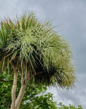 Fotografia 7 da espécie Cordyline australis no Jardim Botânico UTAD