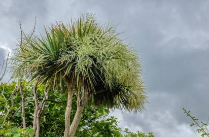 Fotografia da espécie Cordyline australis