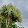 Fotografia 7 da espécie Cordyline australis do Jardim Botânico UTAD