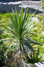 Fotografia da espécie Cordyline australis