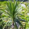 Fotografia 8 da espécie Cordyline australis do Jardim Botânico UTAD