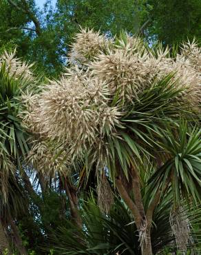 Fotografia 9 da espécie Cordyline australis no Jardim Botânico UTAD