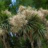 Fotografia 9 da espécie Cordyline australis do Jardim Botânico UTAD