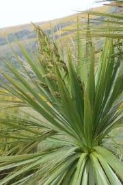 Fotografia da espécie Cordyline australis