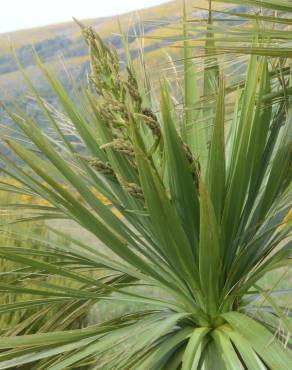 Fotografia 10 da espécie Cordyline australis no Jardim Botânico UTAD