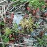 Fotografia 2 da espécie Trifolium suffocatum do Jardim Botânico UTAD