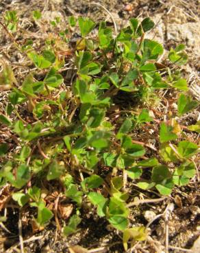 Fotografia 3 da espécie Trifolium suffocatum no Jardim Botânico UTAD