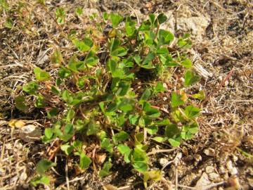 Fotografia da espécie Trifolium suffocatum