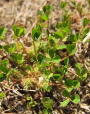 Fotografia 4 da espécie Trifolium suffocatum no Jardim Botânico UTAD