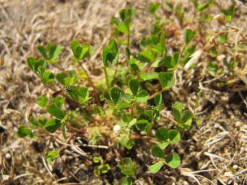 Fotografia da espécie Trifolium suffocatum