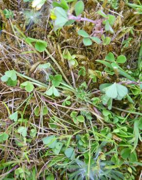 Fotografia 5 da espécie Trifolium suffocatum no Jardim Botânico UTAD