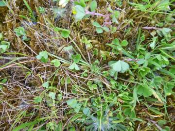 Fotografia da espécie Trifolium suffocatum