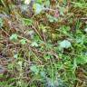 Fotografia 5 da espécie Trifolium suffocatum do Jardim Botânico UTAD