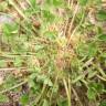 Fotografia 6 da espécie Trifolium suffocatum do Jardim Botânico UTAD