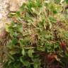 Fotografia 7 da espécie Trifolium suffocatum do Jardim Botânico UTAD