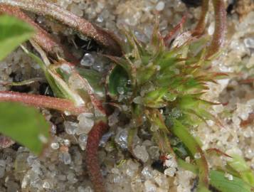 Fotografia da espécie Trifolium suffocatum