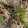 Fotografia 8 da espécie Trifolium suffocatum do Jardim Botânico UTAD