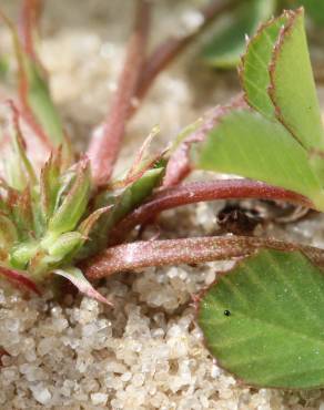 Fotografia 9 da espécie Trifolium suffocatum no Jardim Botânico UTAD