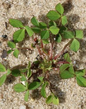 Fotografia 1 da espécie Trifolium suffocatum no Jardim Botânico UTAD